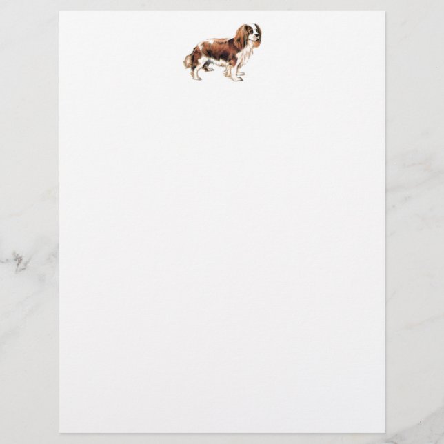 Cavalier King Charles Spaniel (Vorderseite)