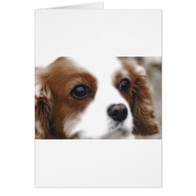 Cavalier King Charles Spaniel (Vorne)