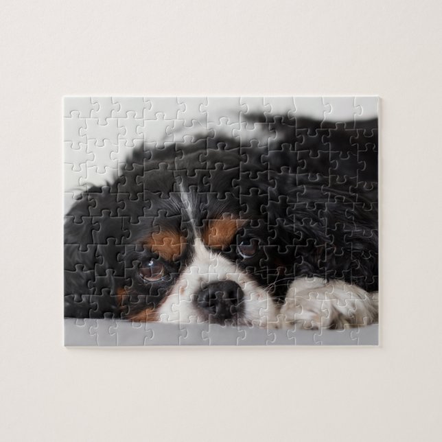 Cavalier King Charles Spaniel (Horizontal)