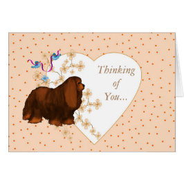 Cavalier King Charles Spaniel