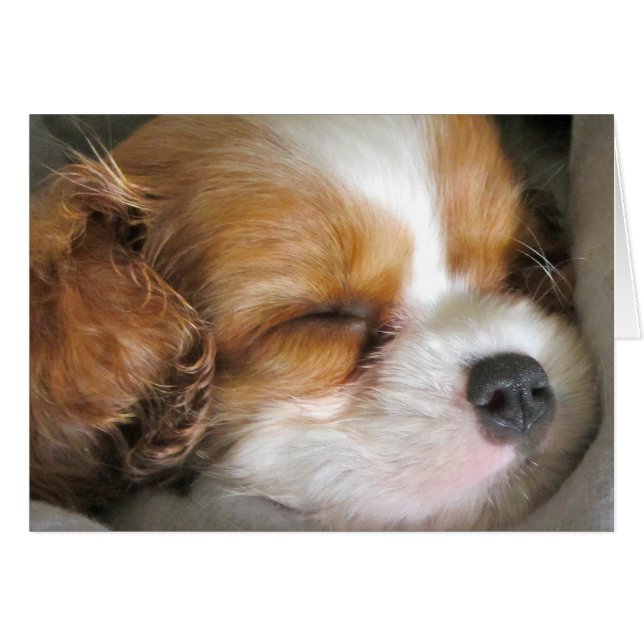 Cavalier King Charles Spaniel (Devant horizontal)