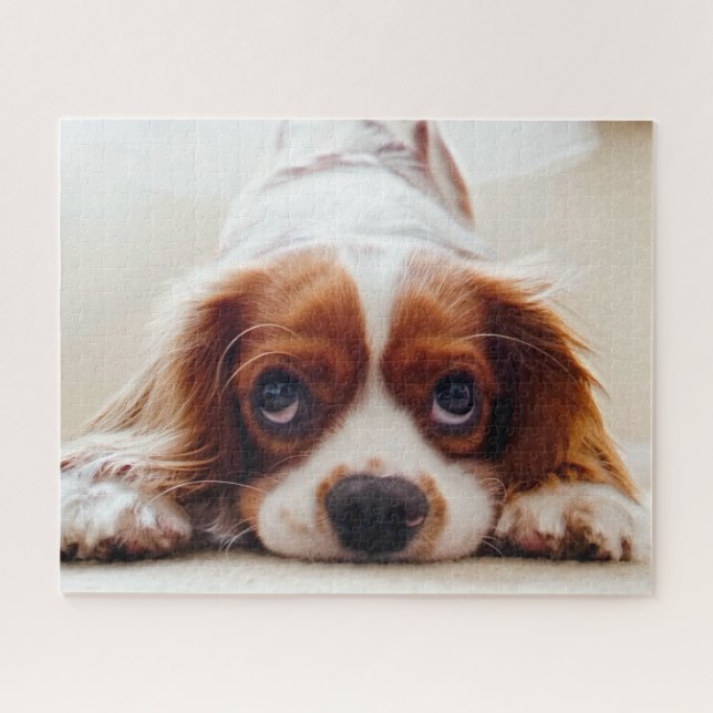 Cavalier King Charles Spaniel (Horizontal)
