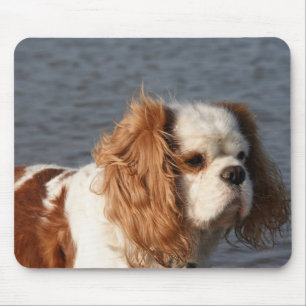 Cavalier King Charles Spaniel am Strand-Mauspad Mousepad