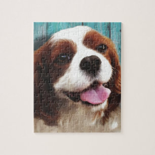 Cavalier King Charles Spaniel - Baxter