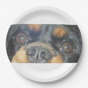 cavalier king charles spaniel black tan augen pappteller
