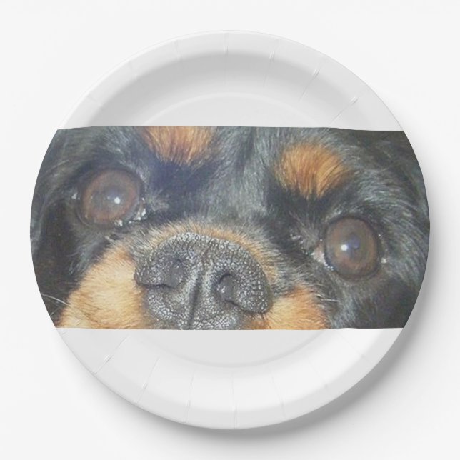 cavalier king charles spaniel black tan augen pappteller (Vorderseite)