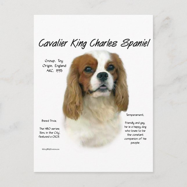 Cavalier King Charles Spaniel (Blenheim) Geschicht Postkarte (Vorderseite)