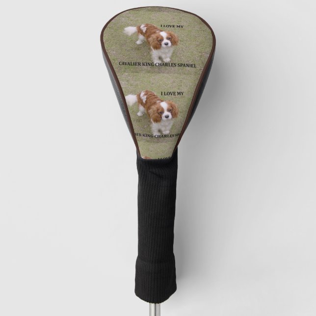 Cavalier-king-charles-spaniel blenheim Liebe w pic Golf Headcover (Vorderseite)