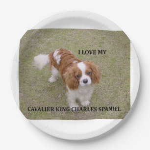 Cavalier-king-charles-spaniel blenheim Liebe w pic Pappteller