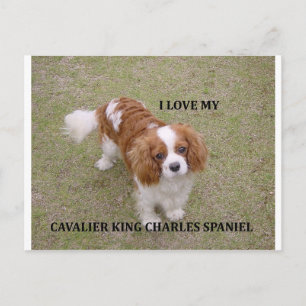 Cavalier-king-charles-spaniel blenheim Liebe w pic Postkarte