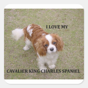 Cavalier-king-charles-spaniel blenheim Liebe w pic Quadratischer Aufkleber