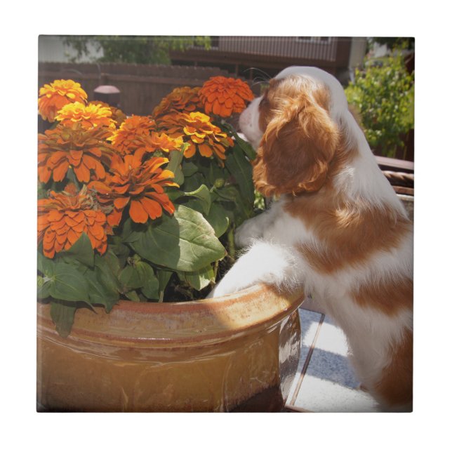 Cavalier King Charles Spaniel Blume Fliese (Vorderseite)