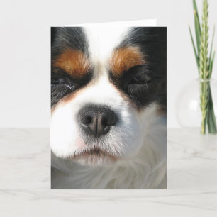 Cavalier King Charles Spaniel Chien Carte de voeux