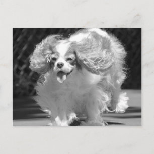 Cavalier King Charles Spaniel Courir Carte Postale