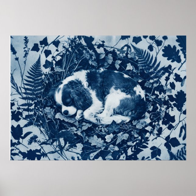 Cavalier King Charles Spaniel Cyanotypie Botanisch Poster (Vorne)