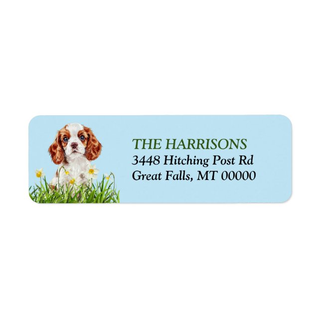 Cavalier King Charles Spaniel Daffodil Garden (Vorne)