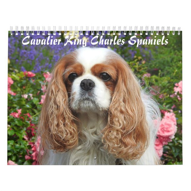 Cavalier King Charles Spaniel Dog #2 Kalender (Titelbild)