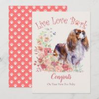 Cavalier King Charles Spaniel Dog Adoption, Gotcha