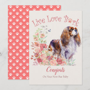 Cavalier King Charles Spaniel Dog Adoption, Gotcha Karte