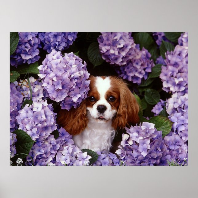 Cavalier King Charles Spaniel Dog Poster (Vorne)