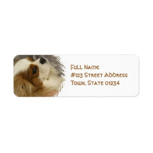 Cavalier King Charles Spaniel Étiquette de message