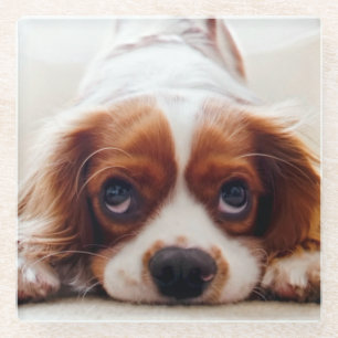 Cavalier King Charles Spaniel Glasuntersetzer