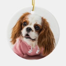 Cavalier King Charles Spaniel in Pink Jacket