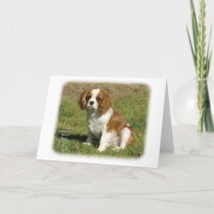 Cavalier King Charles Spaniel Karte