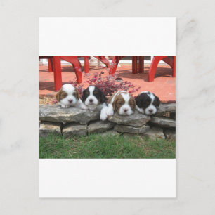 Cavalier King Charles Spaniel Litter Postkarte