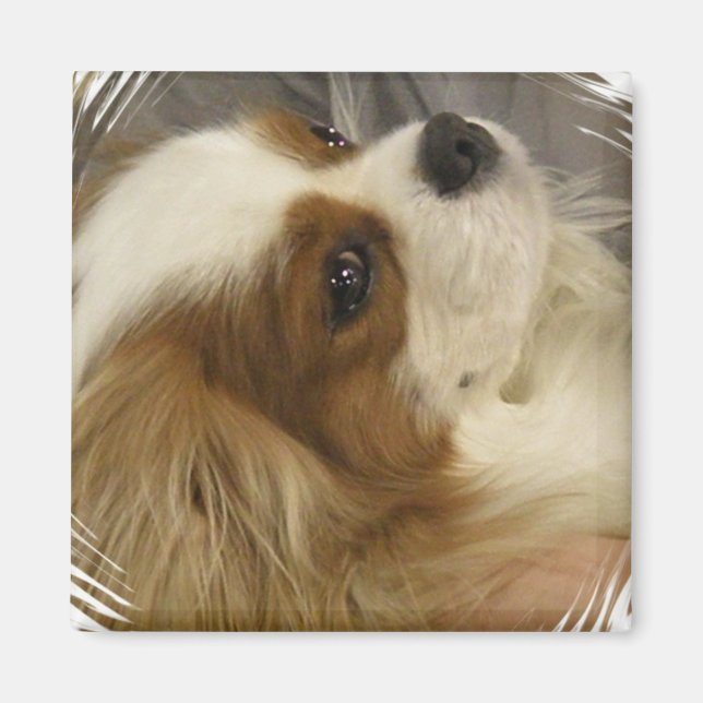 Cavalier King Charles Spaniel Magnet (Devant)