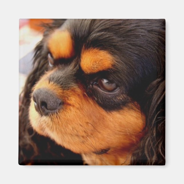 Cavalier King Charles Spaniel Magnet (Vorne)