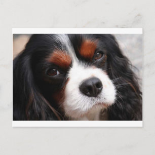 Cavalier King Charles Spaniel Mama Postkarte