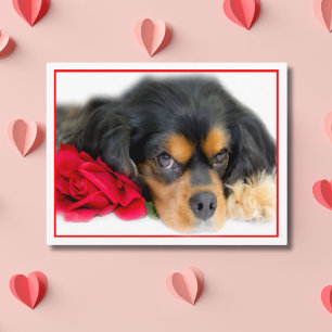 Cavalier King Charles Spaniel mit Rosen-Postkarte Postkarte