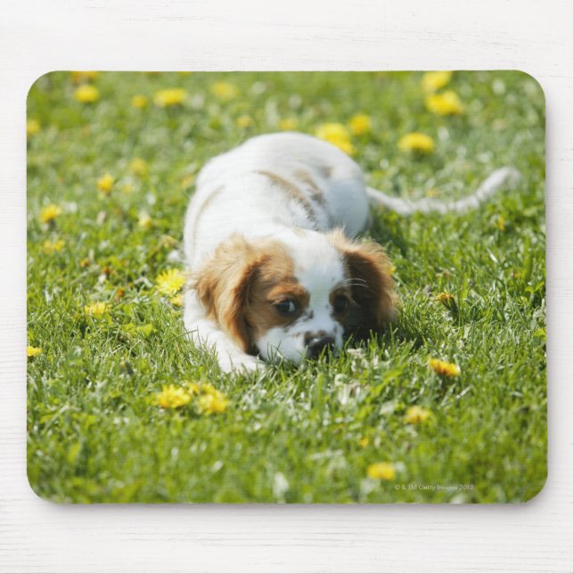 Cavalier King Charles Spaniel Mousepad (Vorne)