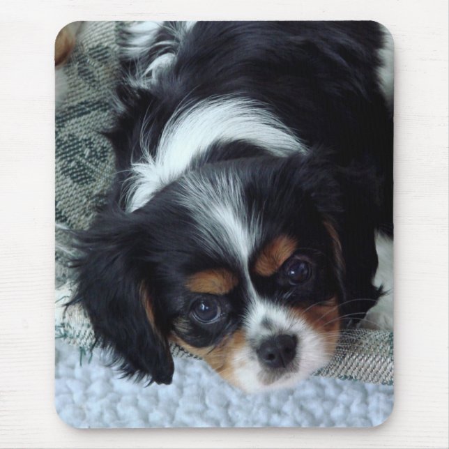 Cavalier King Charles Spaniel Mousepad (Vorne)