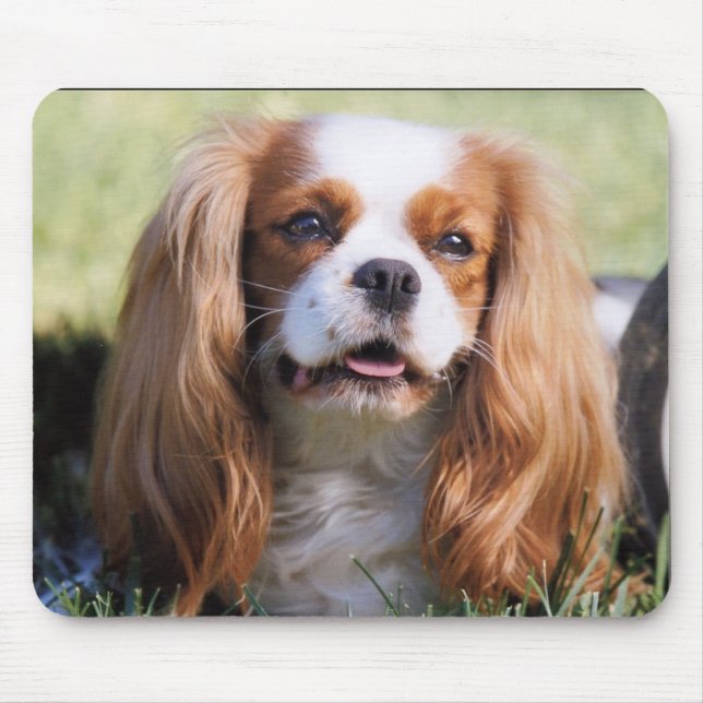Cavalier King Charles Spaniel Mousepad (Vorne)