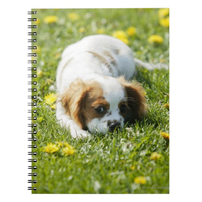 Cavalier King Charles Spaniel Notizblock (Vorderseite)