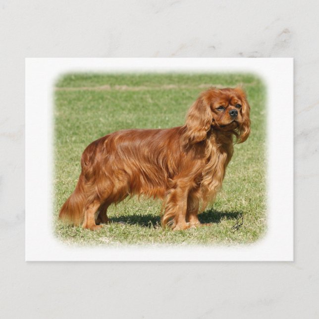 Cavalier King Charles Spaniel Postkarte (Vorderseite)