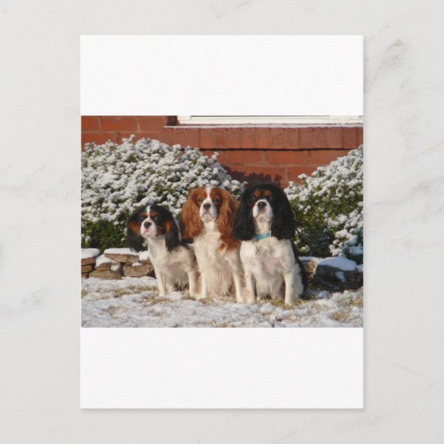 Cavalier King Charles Spaniel Postkarte (Vorderseite)