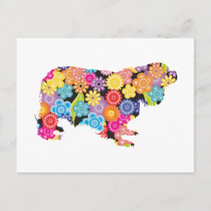 Cavalier King Charles Spaniel Postkarte