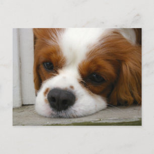 Cavalier King Charles Spaniel Postkarte