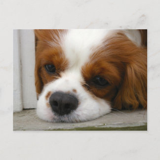 Cavalier King Charles Spaniel Postkarte