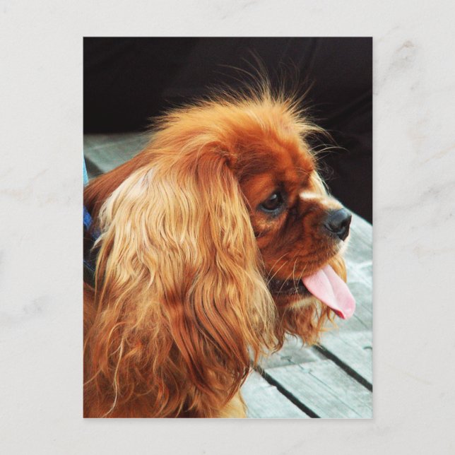 Cavalier King Charles Spaniel Postkarte (Vorderseite)