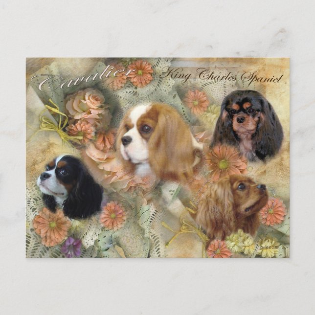 Cavalier King Charles Spaniel Postkarte (Vorderseite)