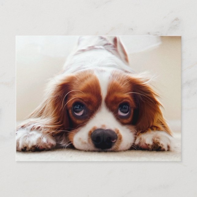 Cavalier King Charles Spaniel Postkarte (Vorderseite)