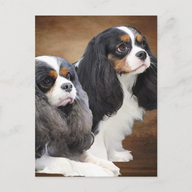 Cavalier King Charles Spaniel Postkarte (Vorderseite)