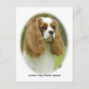 Cavalier King Charles Spaniel Postkarte