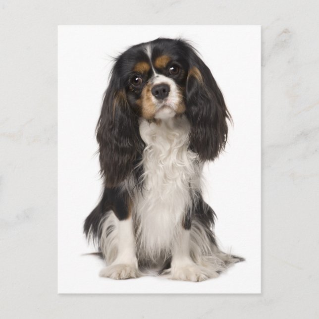 Cavalier King Charles Spaniel Puppy Dog Postkarte (Vorderseite)