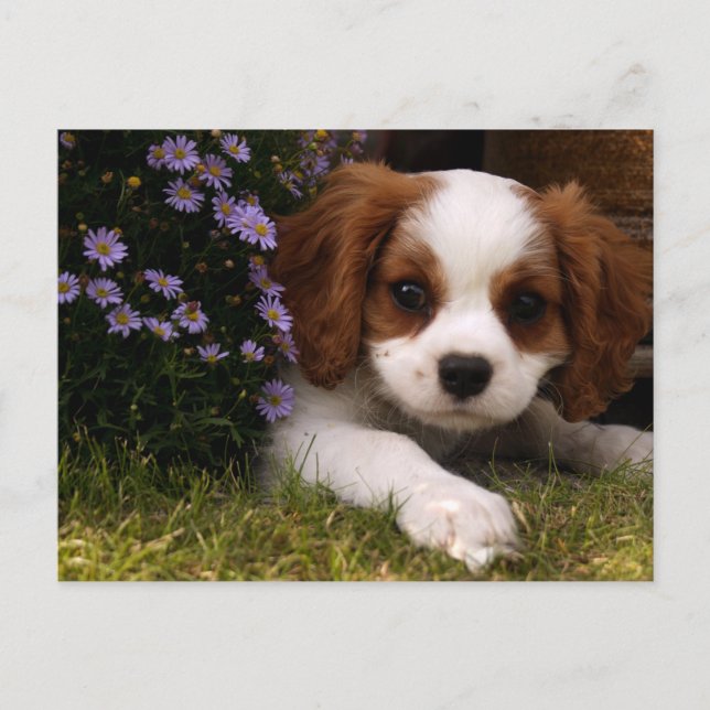 Cavalier King Charles Spaniel Puppy hinter Blume Postkarte (Vorderseite)