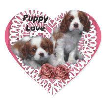 Cavalier King Charles Spaniel Puppy Liebe